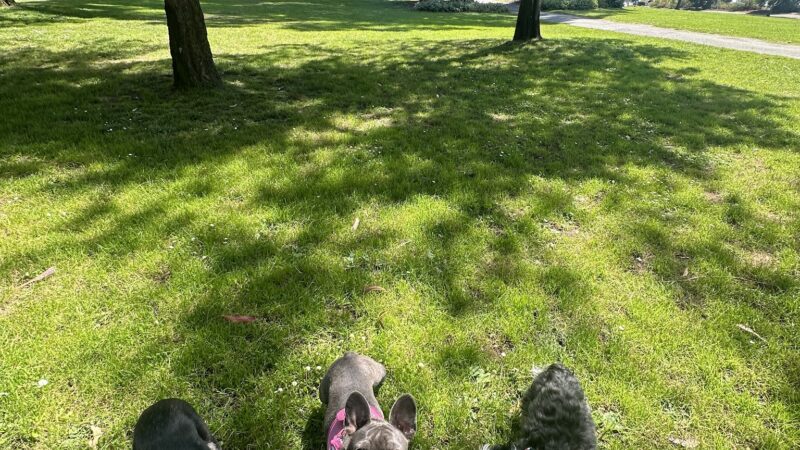 Jefferson Square Park - San Francisco, CA