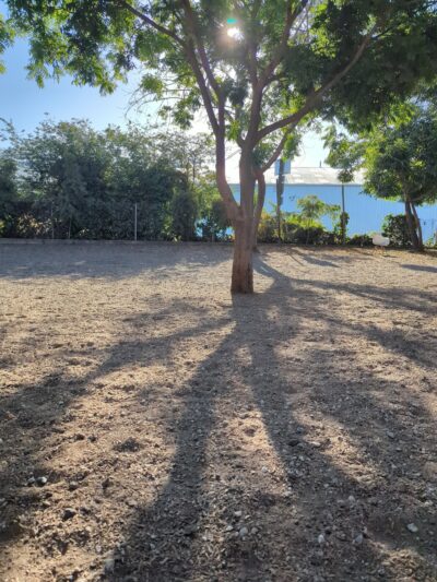 Progress Dog Run - San Francisco, CA