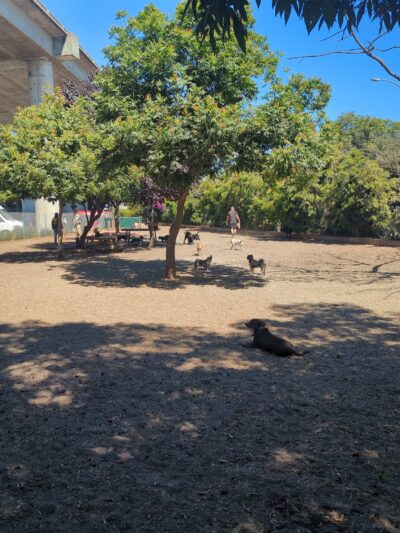 Progress Dog Run - San Francisco, CA