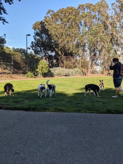 St. Mary's Dog Park - San Francisco, CA