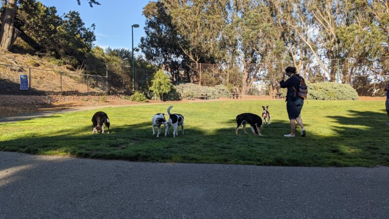 St. Mary's Dog Park - San Francisco, CA