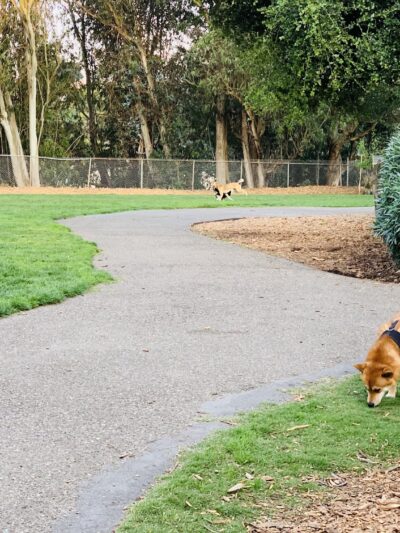 St. Mary's Dog Park - San Francisco, CA