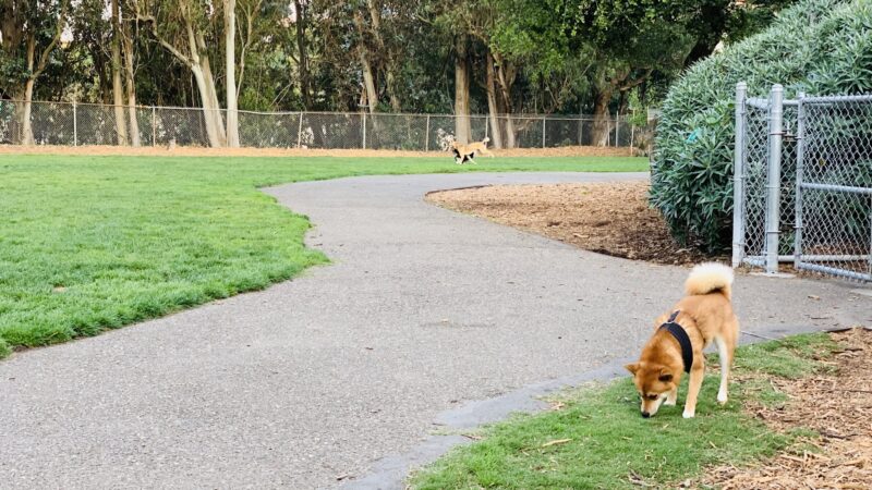St. Mary's Dog Park - San Francisco, CA