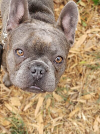 St. Mary's Dog Park - San Francisco, CA