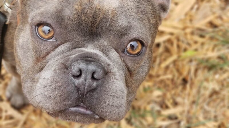 St. Mary's Dog Park - San Francisco, CA