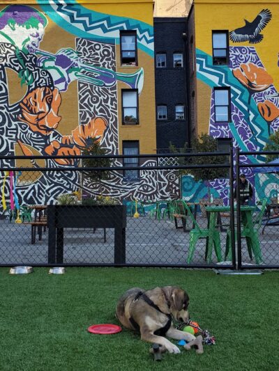 Urban Oasis Dog Park - San Francisco, CA