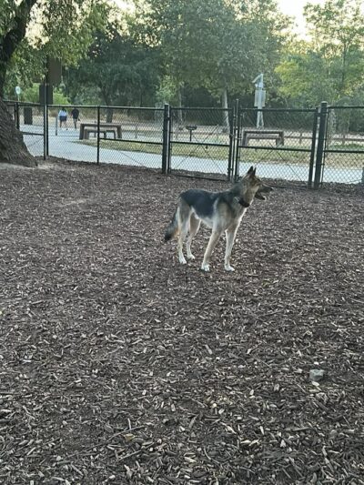 Olinder Dog Park - San Jose, CA