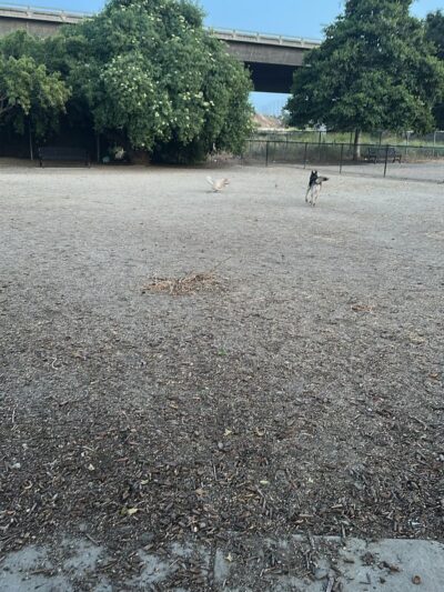 Olinder Dog Park - San Jose, CA