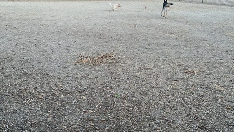 Olinder Dog Park - San Jose, CA