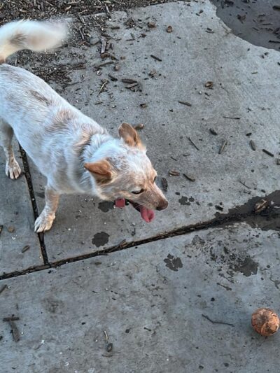 Olinder Dog Park - San Jose, CA