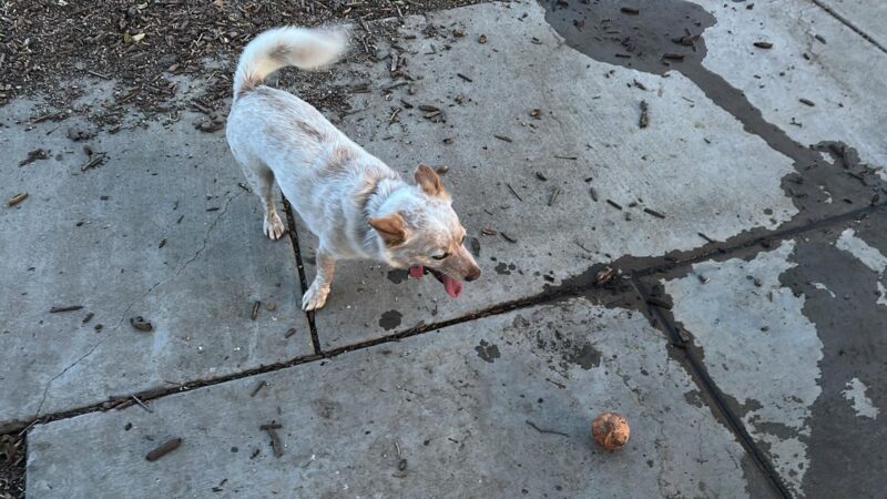 Olinder Dog Park - San Jose, CA