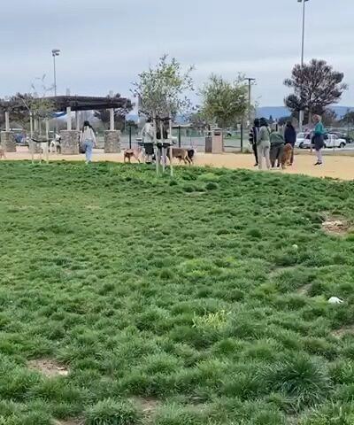 Watson Dog Park - San Jose, CA