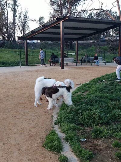 Watson Dog Park - San Jose, CA