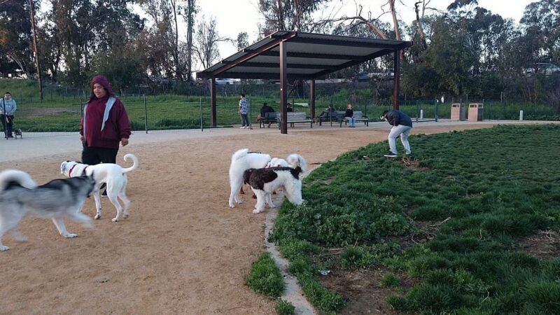 Watson Dog Park - San Jose, CA