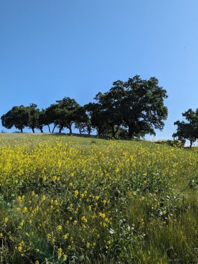 Almaden Meadows Park - San Jose, CA