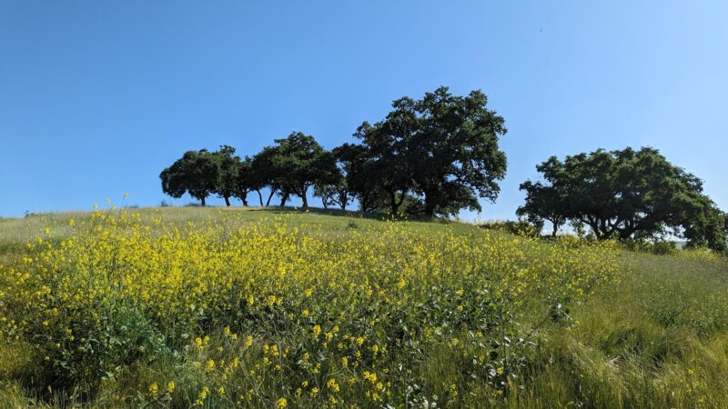 Almaden Meadows Park - San Jose, CA
