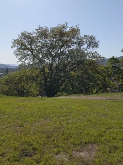 Almaden Meadows Park - San Jose, CA
