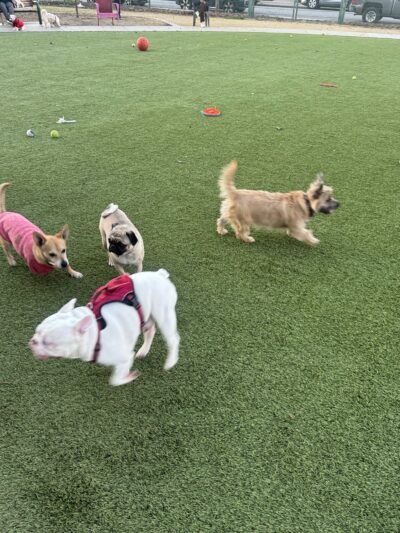 Butcher Dog Park - San Jose, CA