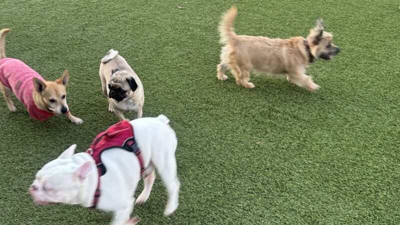 Butcher Dog Park - San Jose, CA