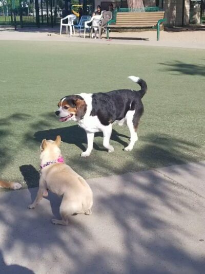 Butcher Dog Park - San Jose, CA
