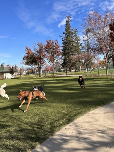 Butcher Dog Park - San Jose, CA