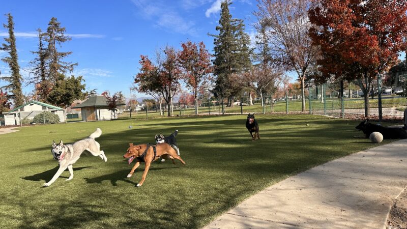 Butcher Dog Park - San Jose, CA