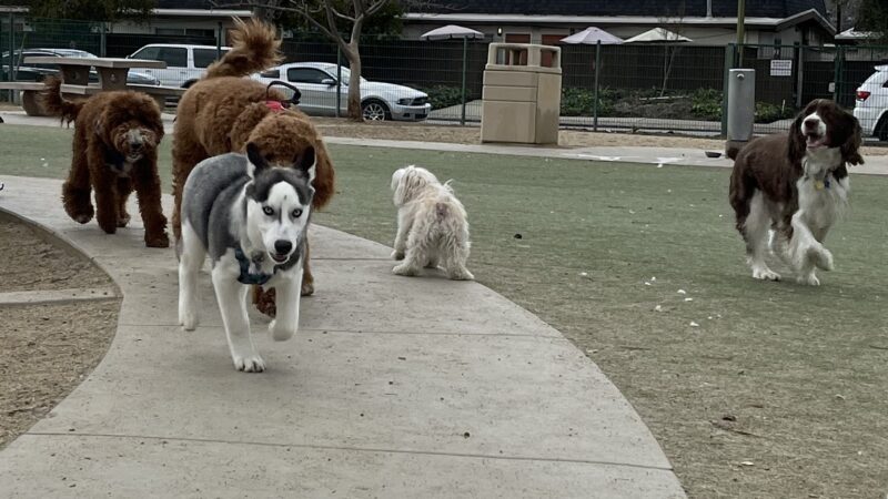 Butcher Dog Park - San Jose, CA