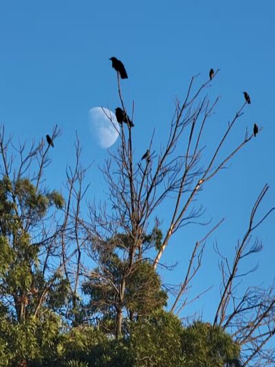 Calero Park - San Jose, CA