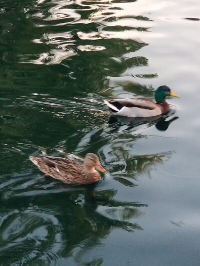 Casabella Park - San Jose, CA