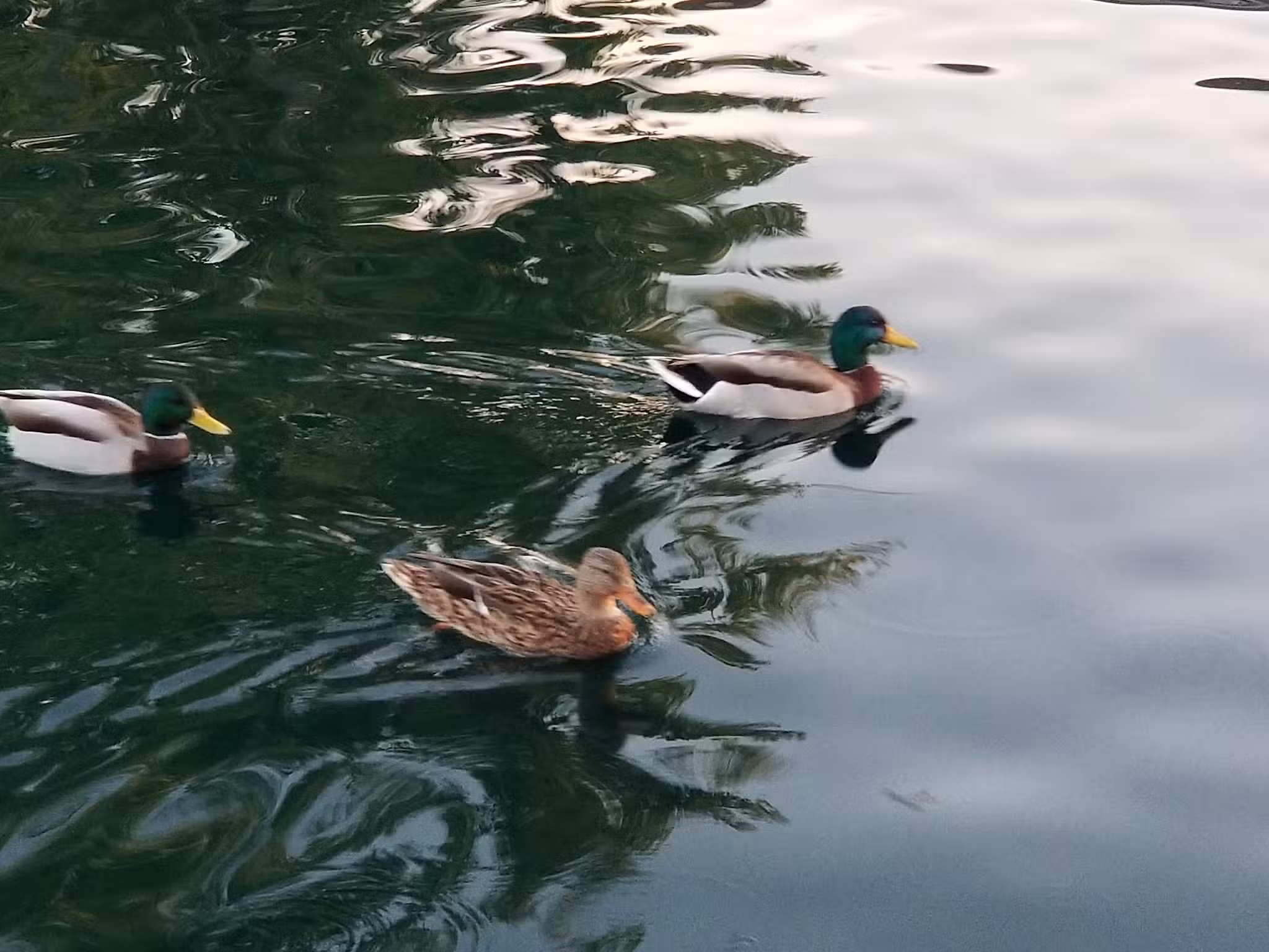 Casabella Park - San Jose, CA