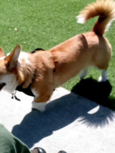 Del Monte Park - San Jose, CA