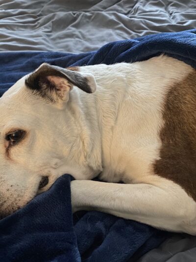 Dogtopia of San Jose - San Jose, CA