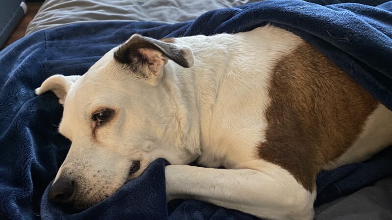 Dogtopia of San Jose - San Jose, CA