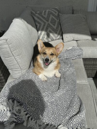 Dogtopia of San Jose - San Jose, CA