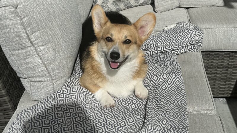 Dogtopia of San Jose - San Jose, CA