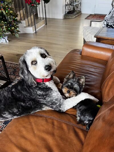 Dogtopia of San Jose - San Jose, CA