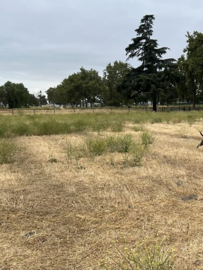 Guadalupe Dog Park - San Jose, CA