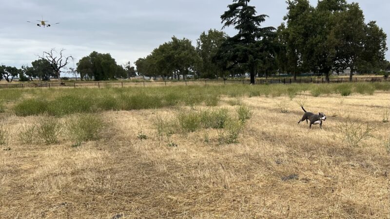 Guadalupe Dog Park - San Jose, CA