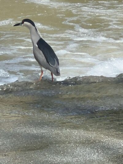 Hellyer County Park - San Jose, CA