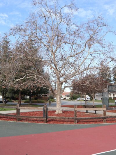 Houge Park - San Jose, CA