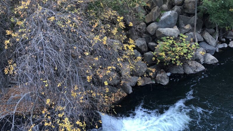 Los Gatos Trail - San Jose, CA