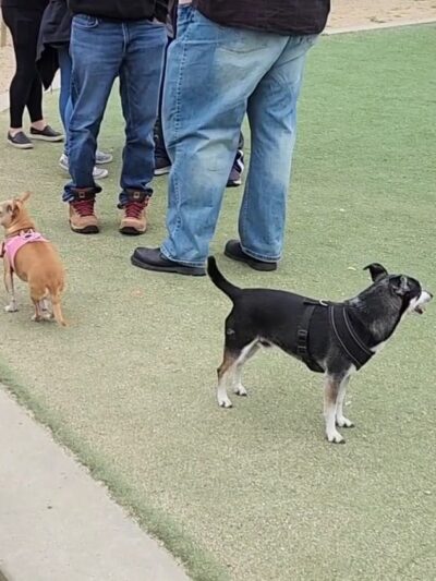 Raleigh Linear Park - San Jose, CA