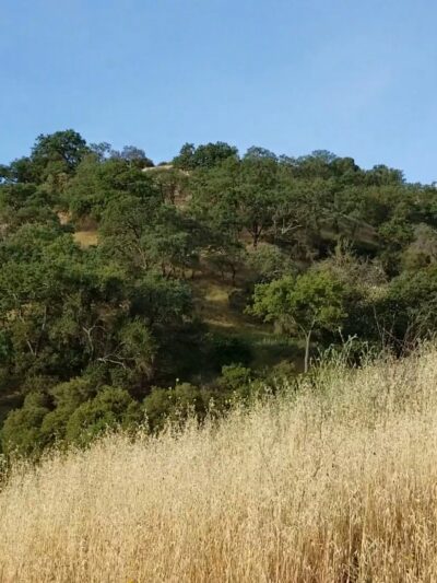 Santa Teresa County Park - San Jose, CA