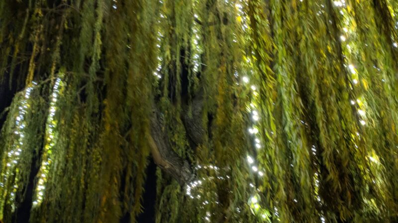 Willow Street Frank Bramhall Park - San Jose, CA