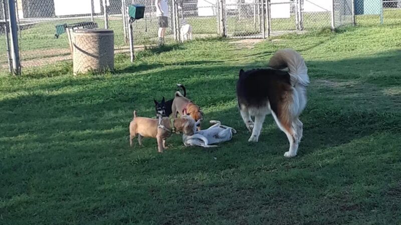 Dog Park - San Marcos, TX