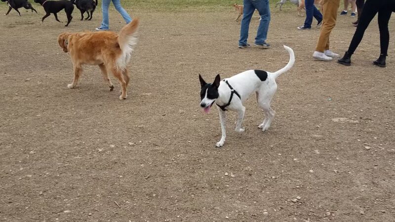 Dog Park - San Marcos, TX