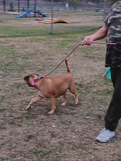 Dog Park - San Marcos, TX