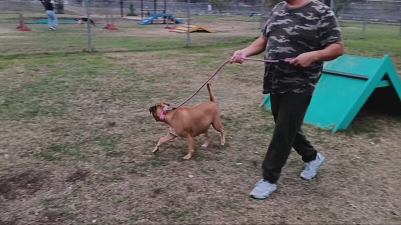 Dog Park - San Marcos, TX
