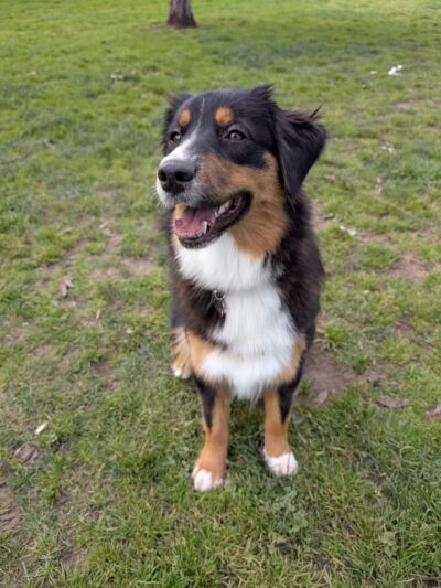 Los Prados Dog Park - San Mateo, CA