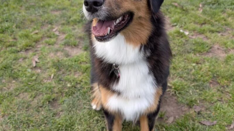 Los Prados Dog Park - San Mateo, CA